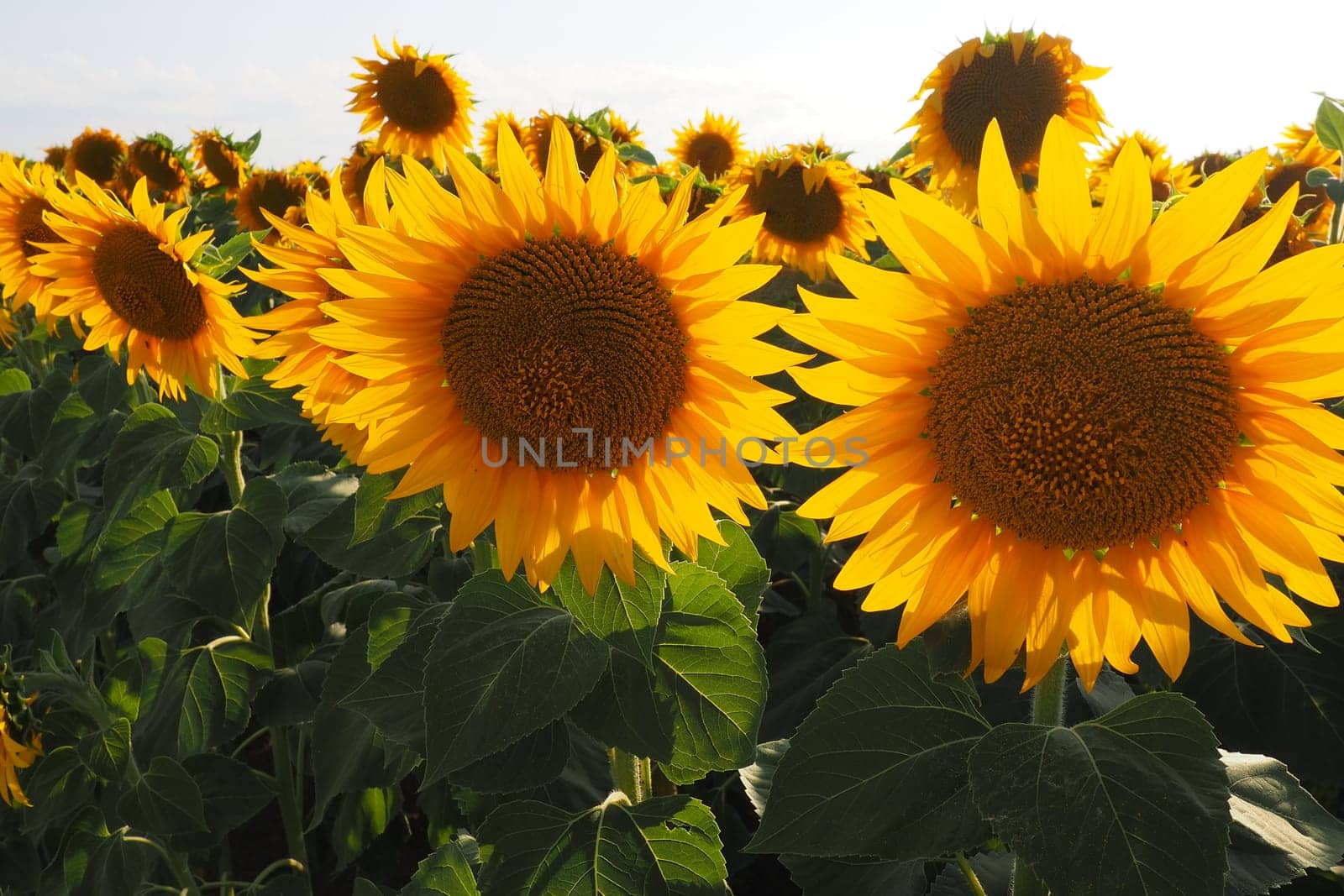 Agricultural sunflowers field. The Helianthus sunflower is a genus of plants in the Asteraceae family. Annual sunflower and tuberous sunflower. Blooming bud with yellow petals. Serbia agriculture.