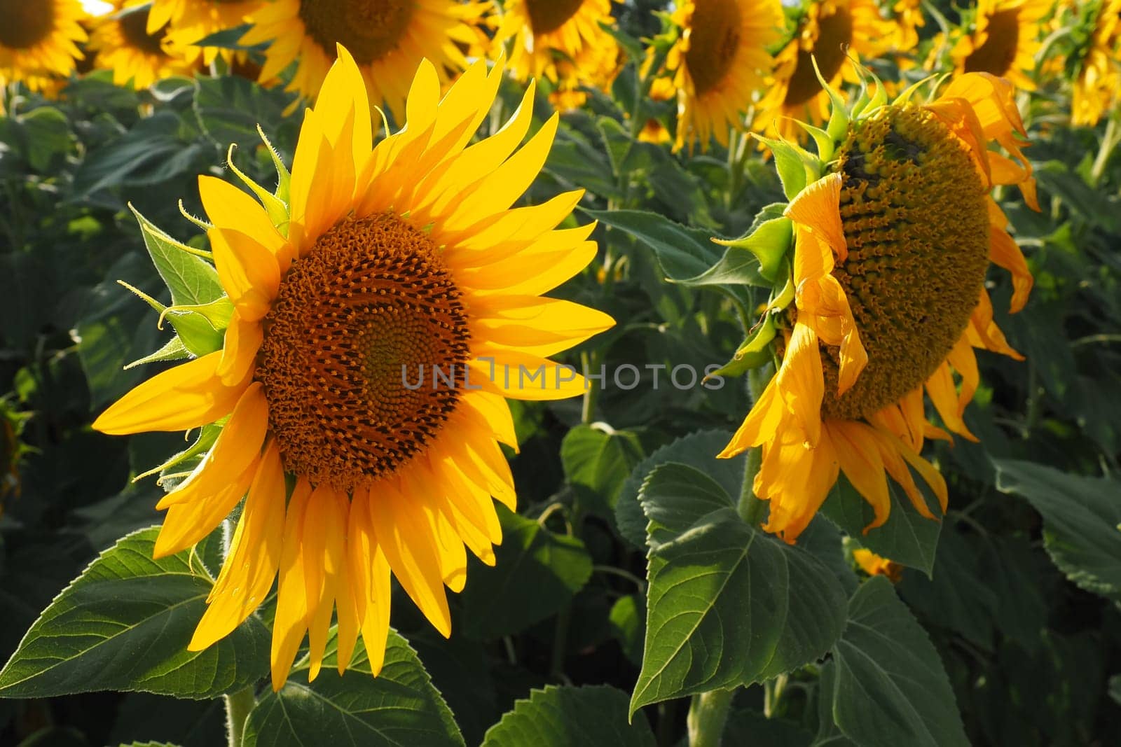 Agricultural sunflowers field. The Helianthus sunflower is a genus of plants in the Asteraceae family. Annual sunflower and tuberous sunflower. Blooming bud with yellow petals. Serbia life.