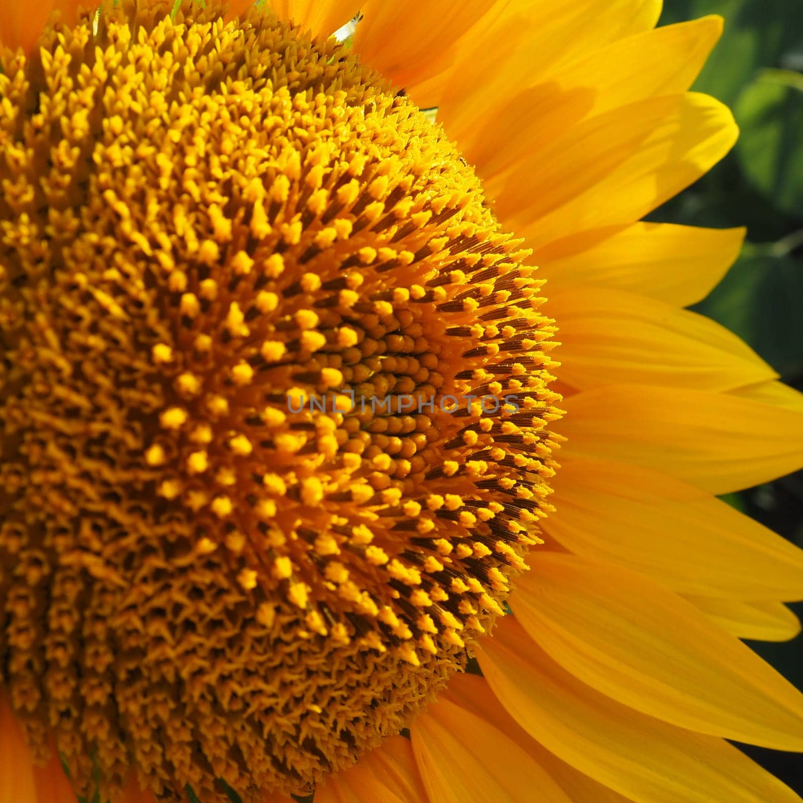 The Helianthus sunflower is a genus of plants in the Asteraceae family. Annual sunflower and tuberous sunflower. Agricultural field. Blooming bud with yellow petals. Furry leaves. Serbia agriculture.