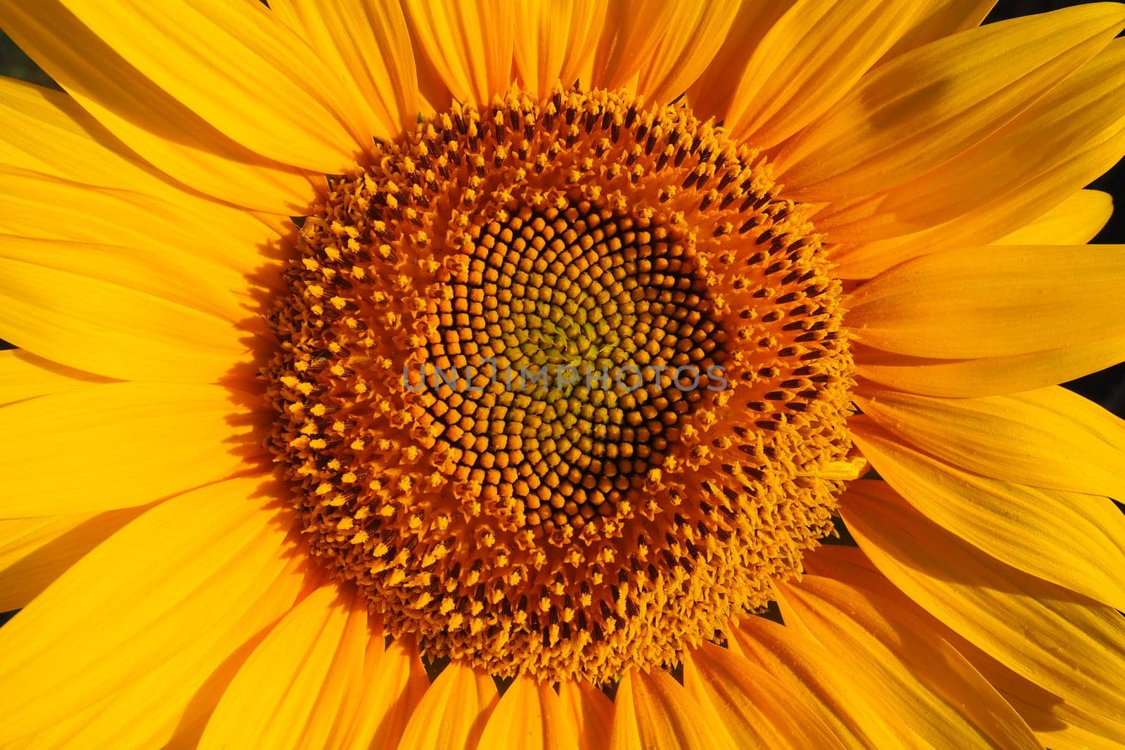 The Helianthus sunflower is a genus of plants in the Asteraceae family. Annual sunflower and tuberous sunflower. Agricultural field. Blooming bud with yellow petals. Furry leaves. Serbia agriculture.