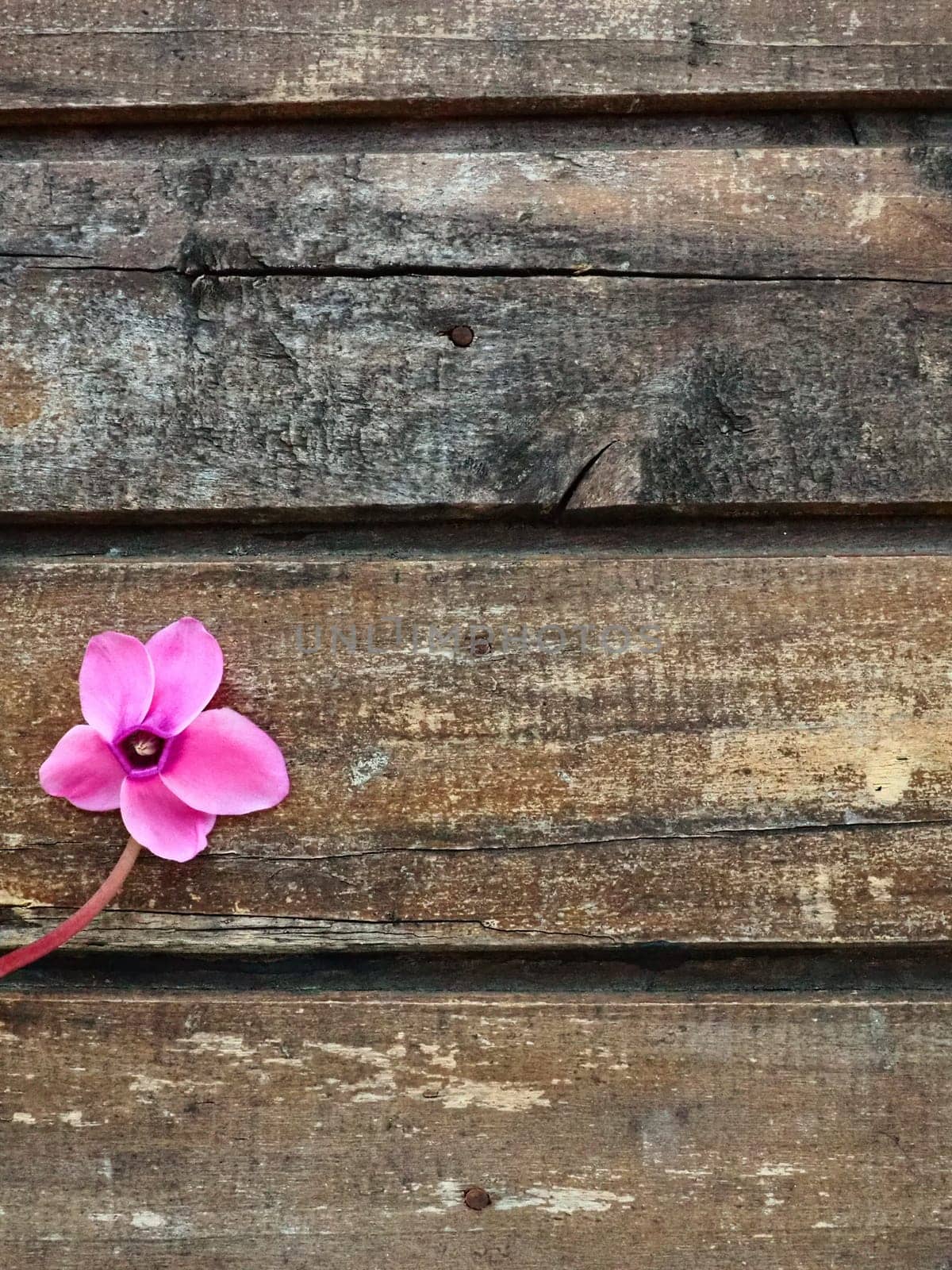 Cyclamen flower side view on shabby wooden background. One flower with five petals, Stem without leaves. Copy space. Beautiful floral card with cyclamen. Rustic pastoral style, french provence
