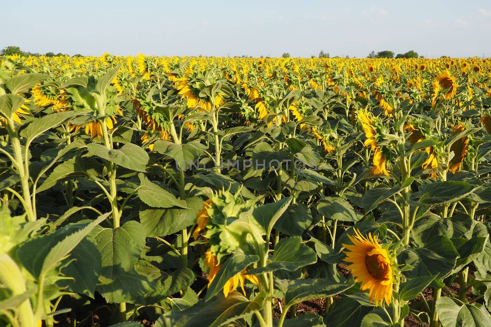Agricultural sunflowers field. The Helianthus sunflower is a genus of plants in the Asteraceae family. Annual sunflower and tuberous sunflower. Blooming bud with yellow petals. Serbia agriculture.