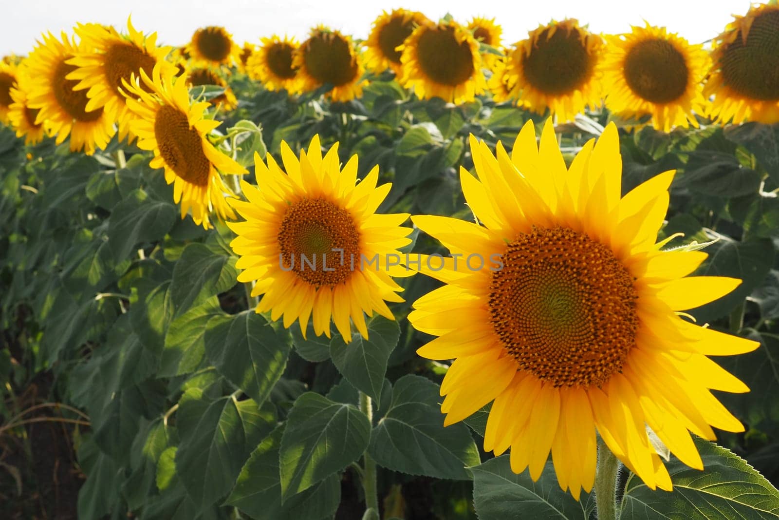 Agricultural sunflowers field. The Helianthus sunflower is a genus of plants in the Asteraceae family. Annual sunflower and tuberous sunflower. Blooming bud with yellow petals. Serbia life.
