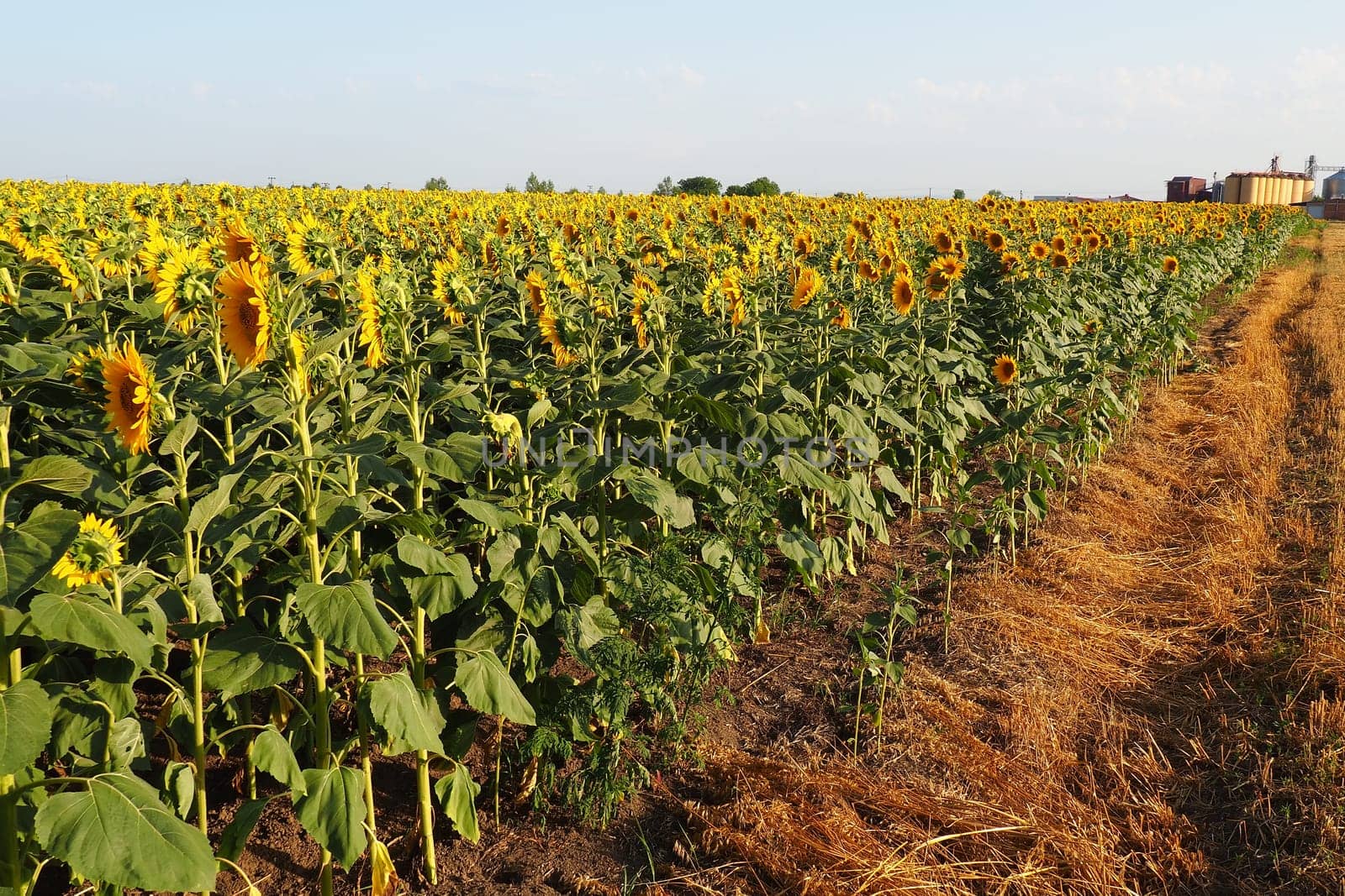 Agricultural sunflowers field. The Helianthus sunflower is a genus of plants in the Asteraceae family. Annual sunflower and tuberous sunflower. Blooming bud with yellow petals. Serbia agriculture.