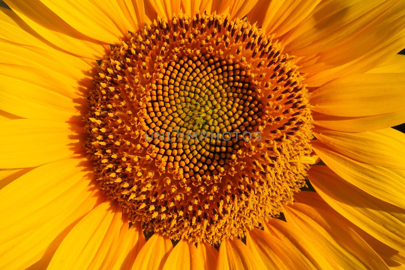 The Helianthus sunflower is a genus of plants in the Asteraceae family. Annual sunflower and tuberous sunflower. Agricultural field. Blooming bud with yellow petals. Furry leaves. Serbia agriculture.