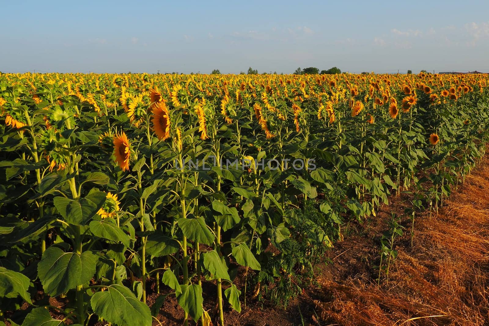 Agricultural sunflowers field. The Helianthus sunflower is a genus of plants in the Asteraceae family. Annual sunflower and tuberous sunflower. Blooming bud with yellow petals. Serbia agriculture.