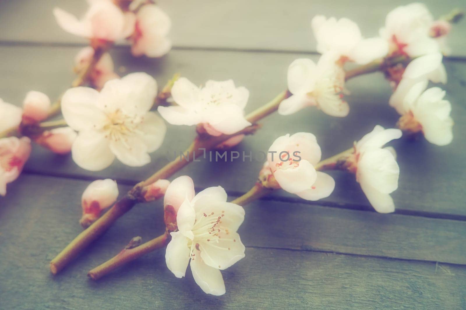 Twigs with pink blossoms of apple or peach tree on black boards. Delicate inflorescences in the counterlight. Soft focus, fogginess. The theme of spring, holiday, spa, female beauty, home interior.