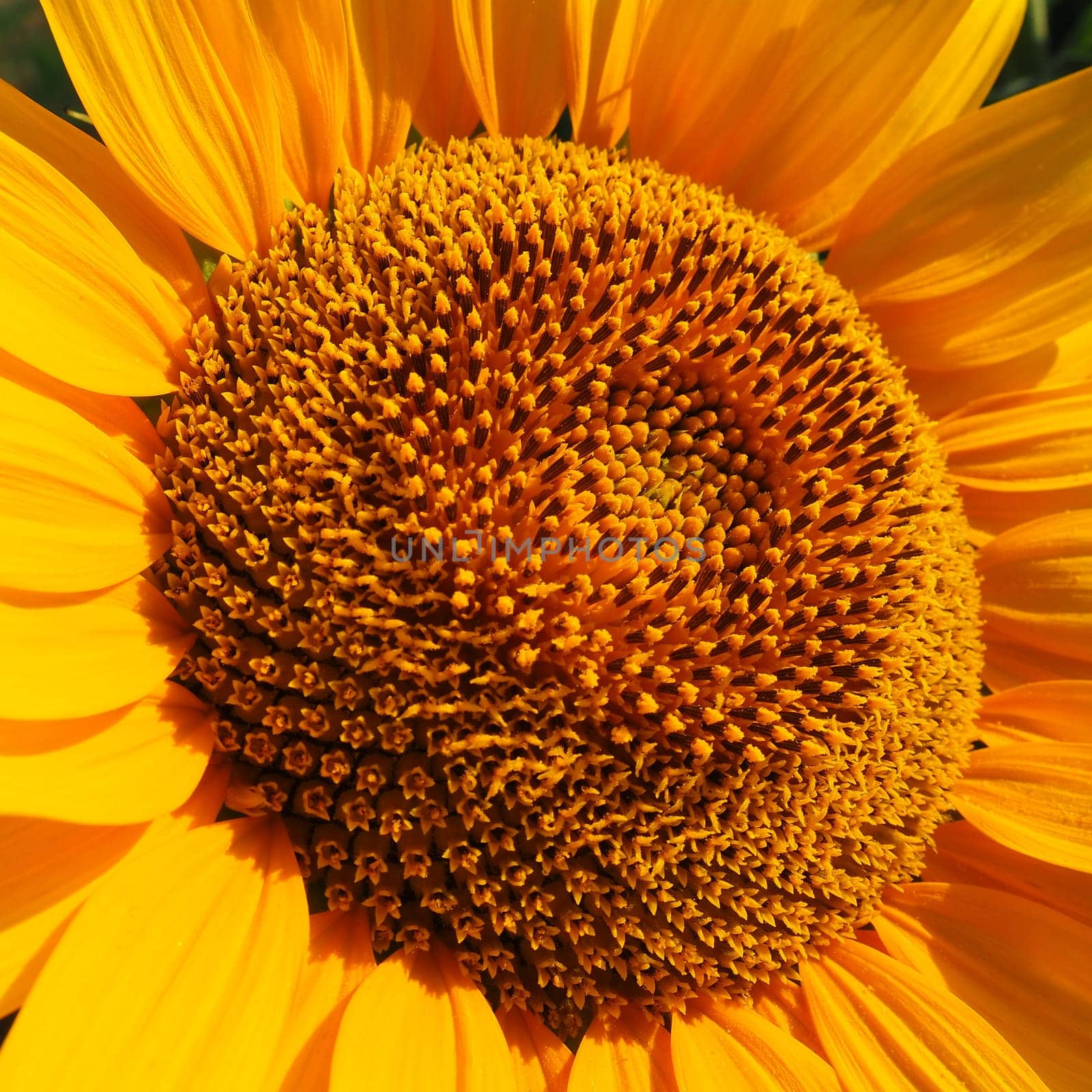 The Helianthus sunflower is a genus of plants in the Asteraceae family. Annual sunflower and tuberous sunflower. Agricultural field. Blooming bud with yellow petals. Furry leaves. Serbia agriculture.