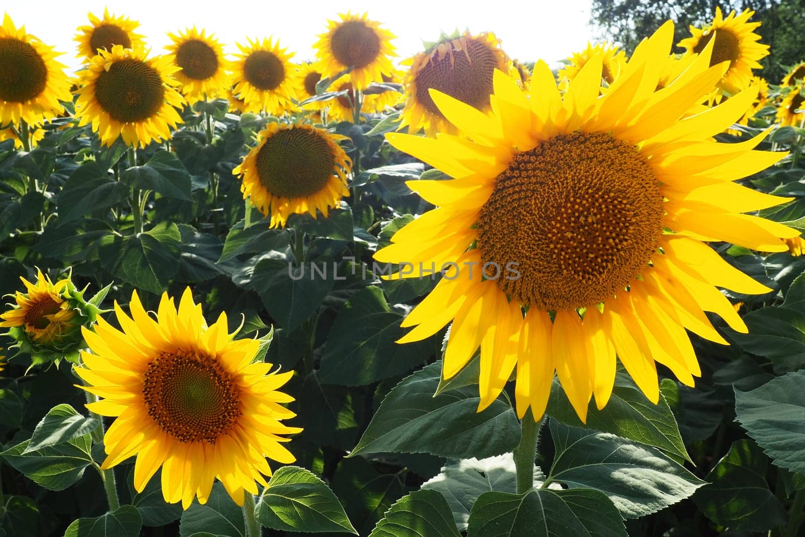 Agricultural sunflowers field. The Helianthus sunflower is a genus of plants in the Asteraceae family. Annual sunflower and tuberous sunflower. Blooming bud with yellow petals. Serbia life.