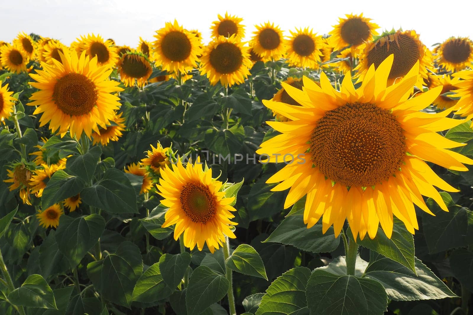 Agricultural sunflowers field. The Helianthus sunflower is a genus of plants in the Asteraceae family. Annual sunflower and tuberous sunflower. Blooming bud with yellow petals. Serbia life.