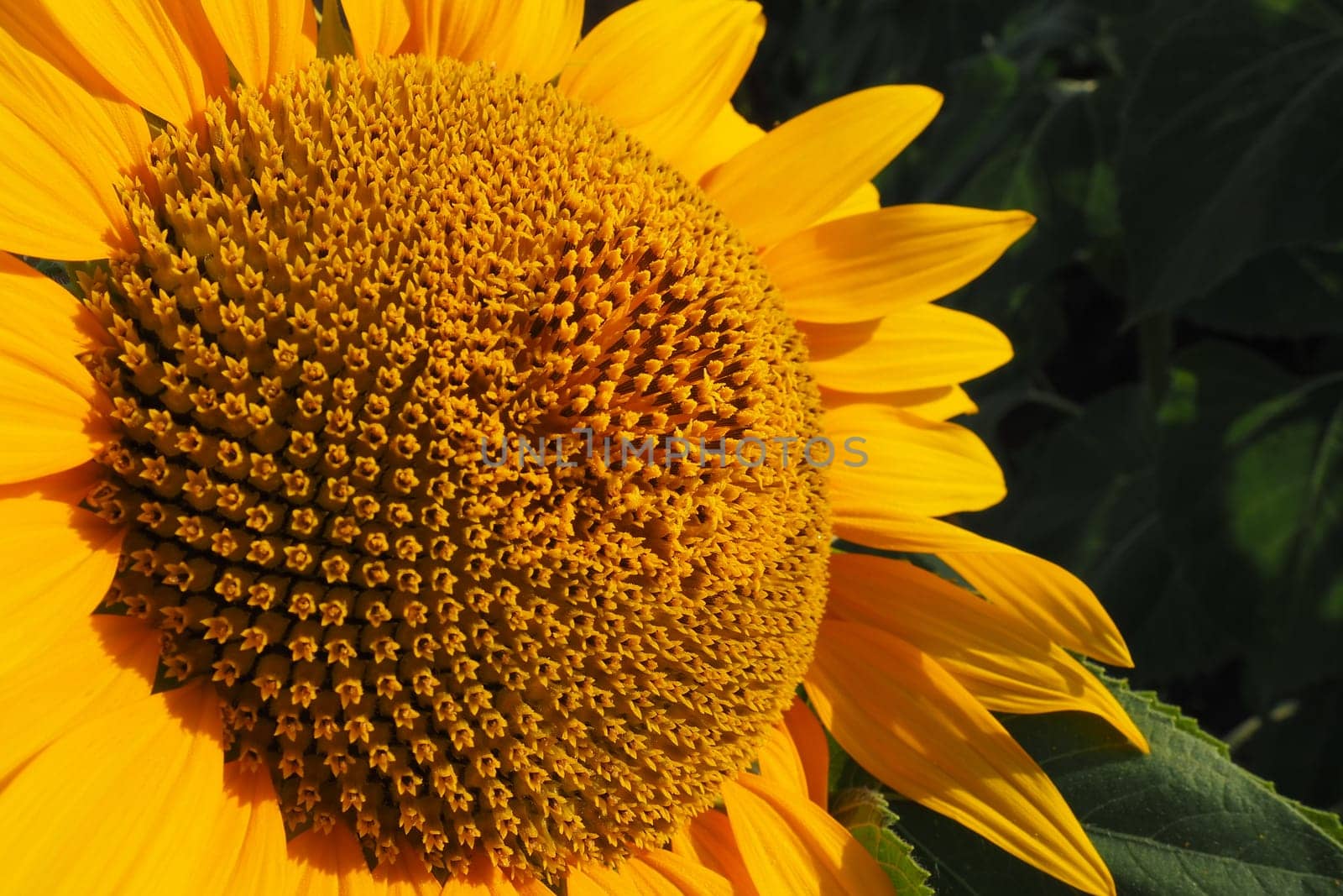 The Helianthus sunflower is a genus of plants in the Asteraceae family. Annual sunflower and tuberous sunflower. Agricultural field. Blooming bud with yellow petals. Furry leaves. Serbia agriculture.