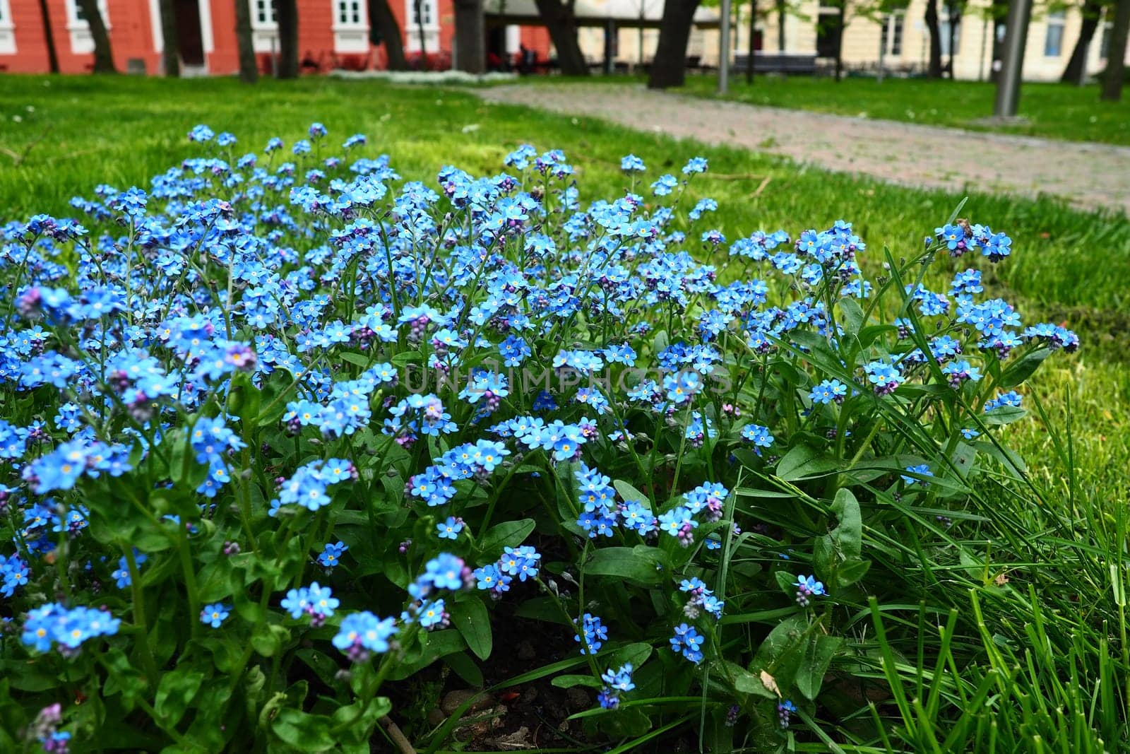 Forget-me-nots. Myosotis flowering blue plants in the family Boraginaceae. Forget-me-nots or scorpion grasses Myosotis alpestris small flowers for decorating lawns and flower beds. Garden landscaping