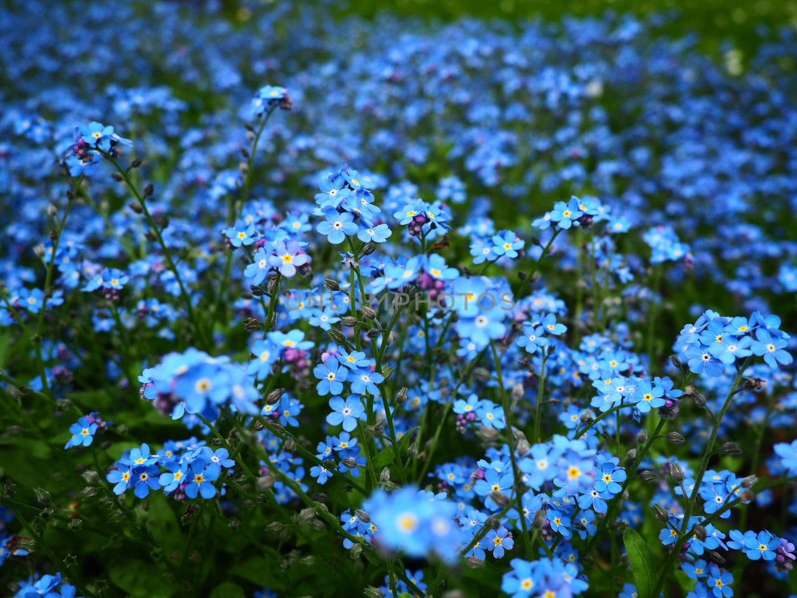 Forget-me-nots. Myosotis flowering blue plants in the family Boraginaceae. Forget-me-nots or scorpion grasses Myosotis alpestris small flowers for decorating lawns and flower beds. Garden landscaping
