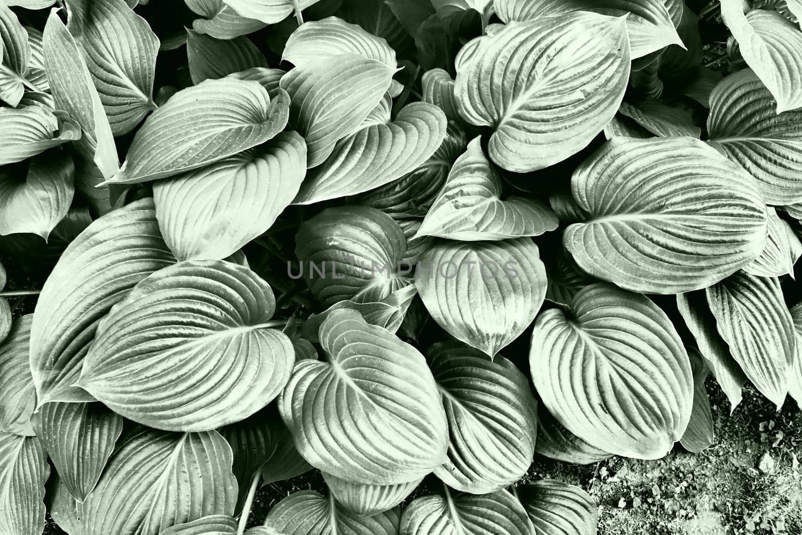 Hosta is a genus of perennial herbaceous plants in the family Asparagus formerly included in the family Liliaceae. Large hosta leaves. Floriculture and landscape design. Monochrome green tone.