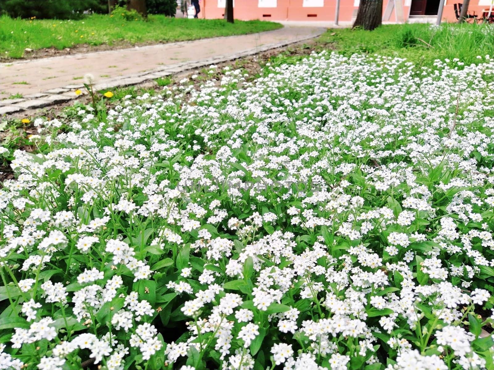 Forget-me-nots. Myosotis flowering white plants in the family Boraginaceae. Forget-me-nots or scorpion grasses. Myosotis alpestris small flowers for decorating lawns, flower beds. Garden landscaping