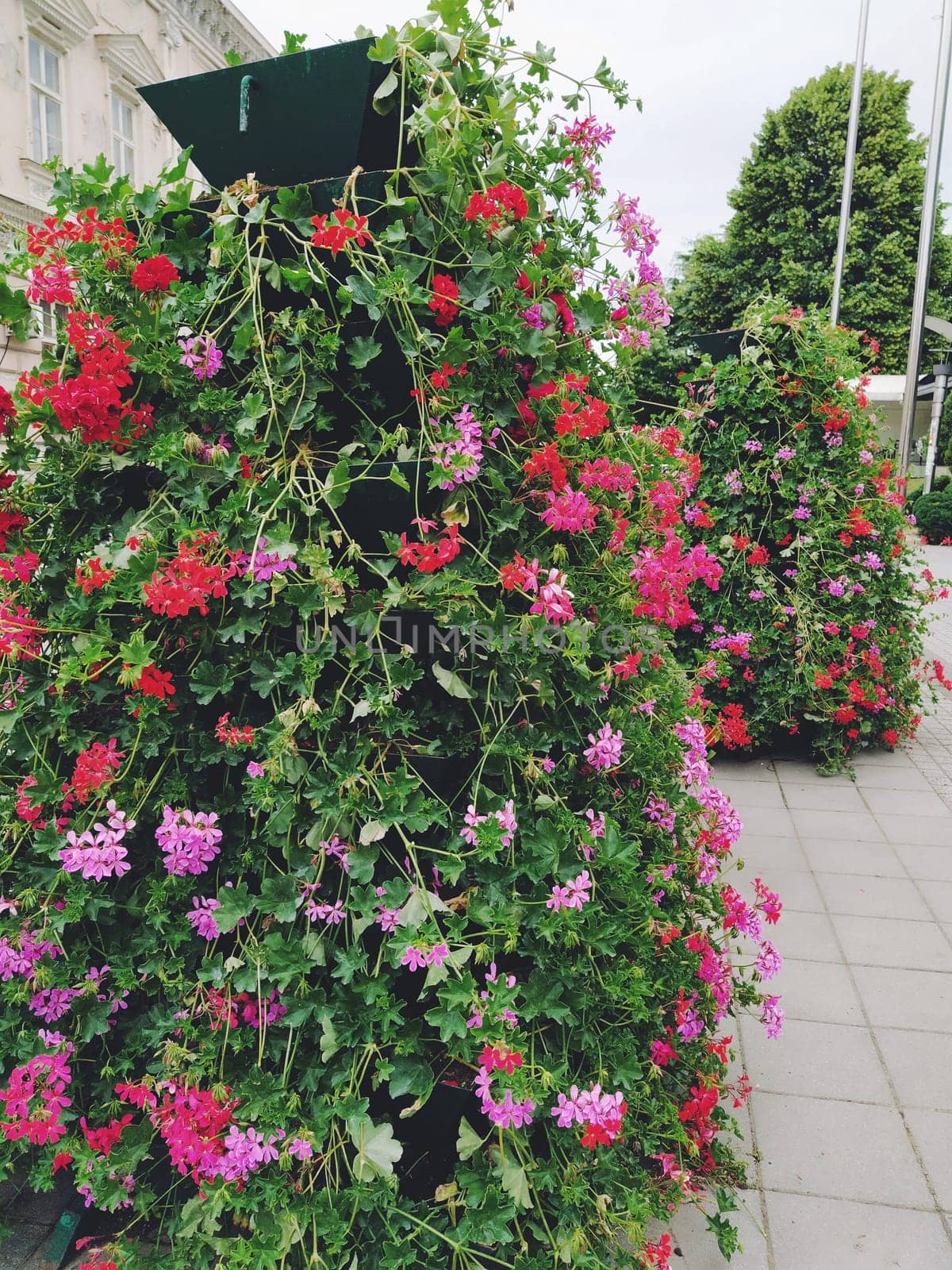 Blooming red and pink ivy geranium pelargonium in the vertical design of landscaping of streets and parks. Beautiful large pelargonium geranium flowers green leaves. Floriculture and horticulture