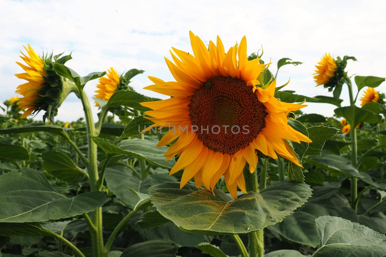 The Helianthus sunflower is a genus of plants in the Asteraceae family. Annual sunflower and tuberous sunflower. Agricultural field. Blooming bud with yellow petals. Furry leaves. Serbia skyline