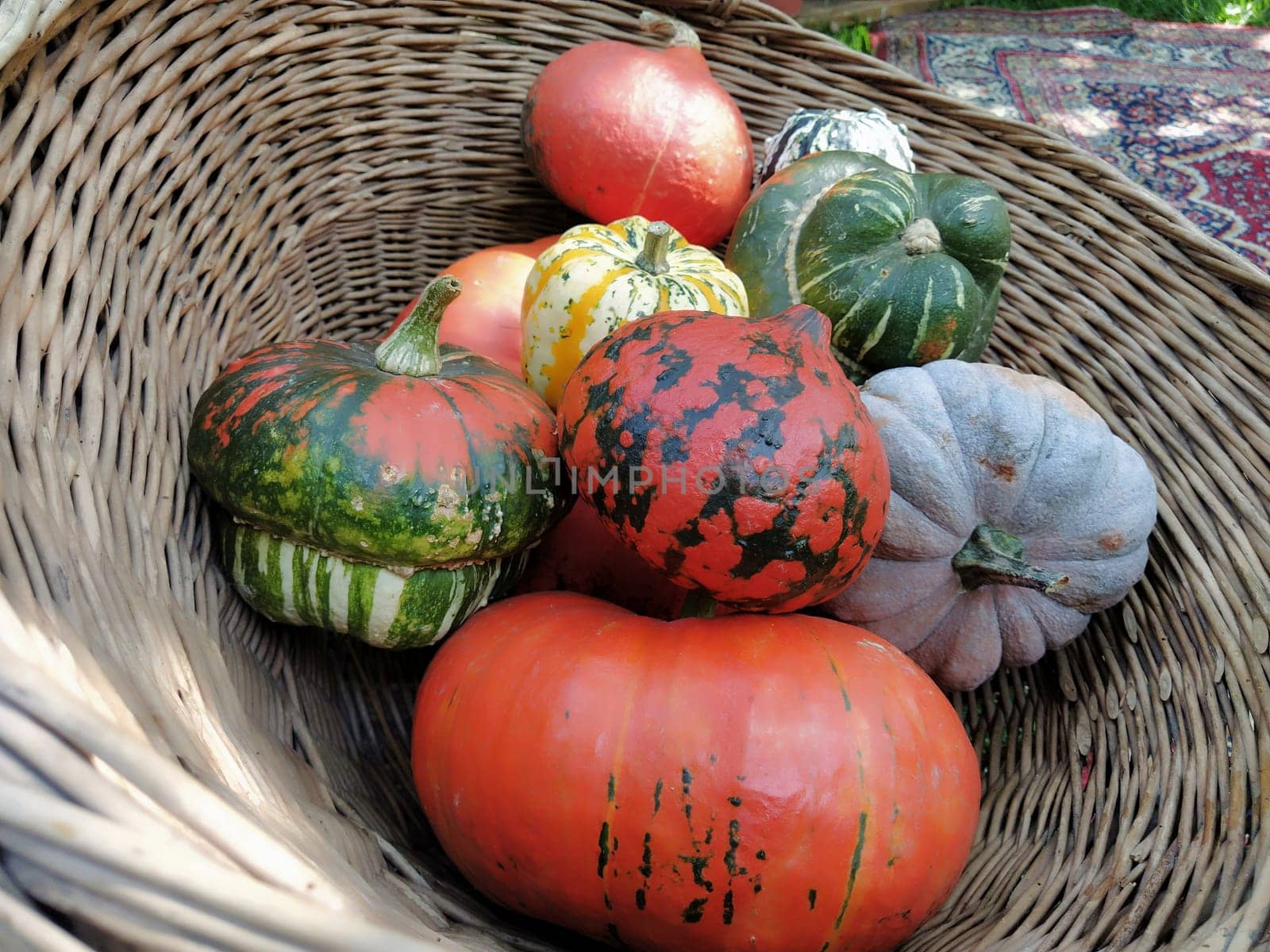 A gray pumpkin and several orange pumpkins in a wicker basket. Botanical variety of pumpkins. Vegetable harvest zucchini and squash. Halloween symbol. Allhalloween, All Hallows Eve, or All Saints Eve