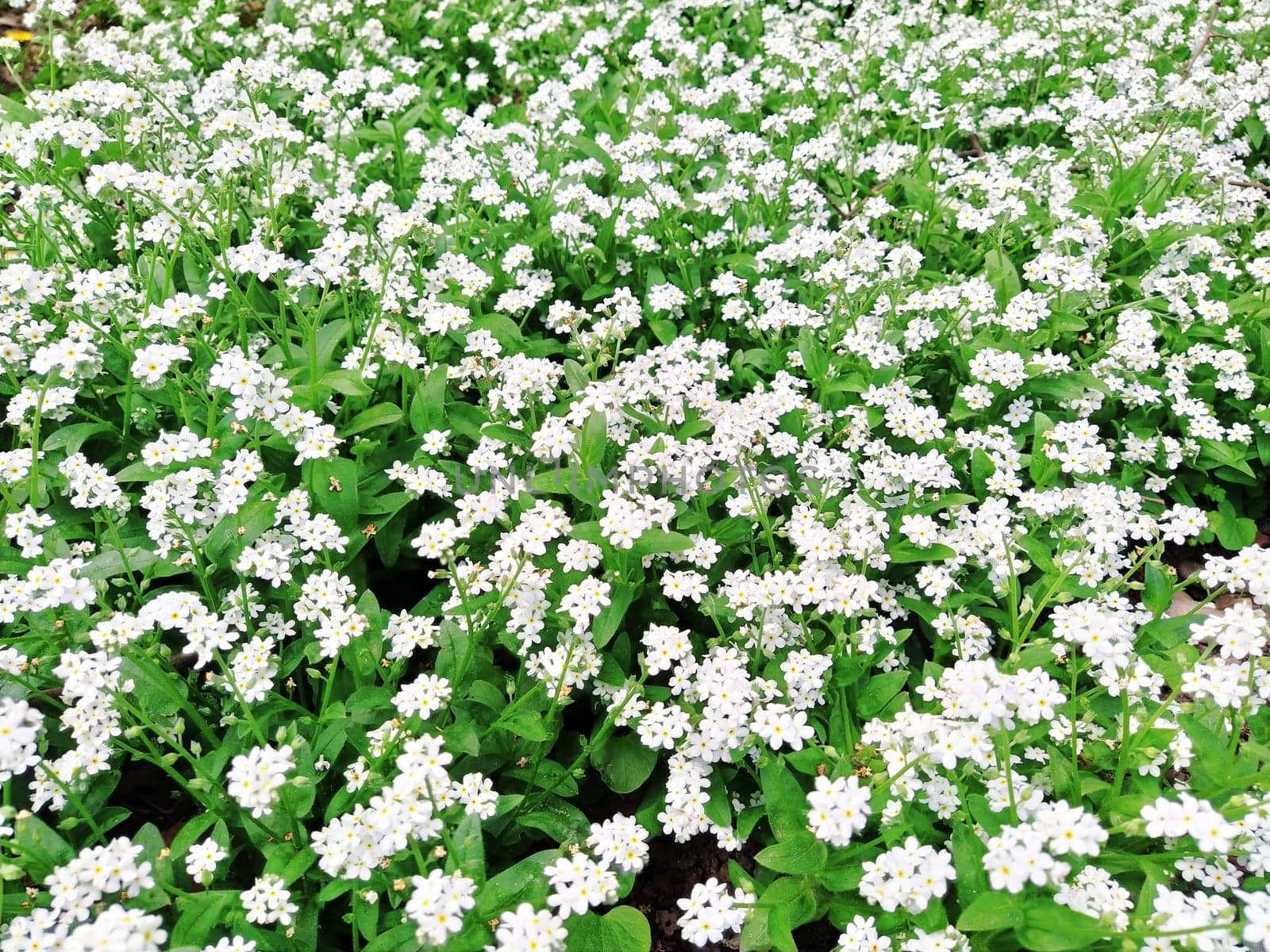 Forget-me-nots. Myosotis flowering white plants in the family Boraginaceae. Forget-me-nots or scorpion grasses. Myosotis alpestris small flowers for decorating lawns, flower beds. Garden landscaping