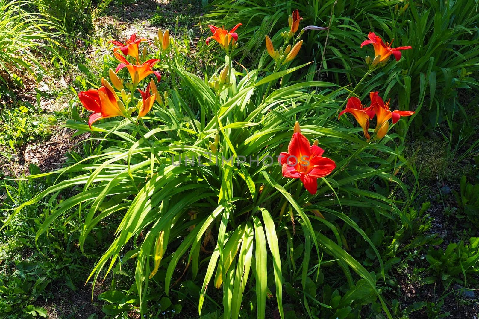 Hemerocallis hybrid Anzac is a genus of plants of the Lilaynikov family Asphodelaceae. Beautiful red lily flowers with six petals. Long thin green leaves. Flowering and crop production as a hobby.