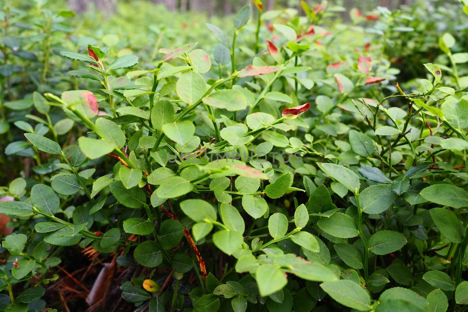 Blueberry, or Blueberry myrtle Vaccinium myrtillus, a low-growing shrub, a species of the genus Vaccinium of the family Heatheraceae. Forest wild blue purple berries and green leaves. Picking berries
