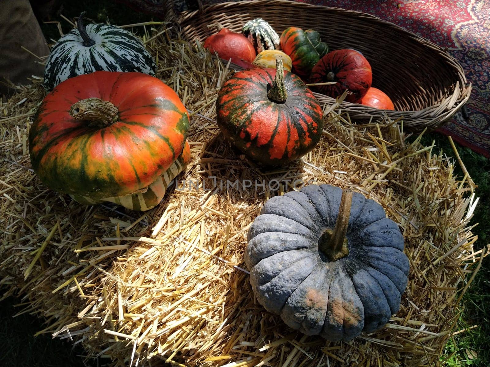 Gray pumpkin and several orange pumpkins on straw. Botanical variety of pumpkins. Vegetables zucchini and squash. Halloween symbol. Autumn harvest. Allhalloween, All Hallows Eve, or All Saints Eve.