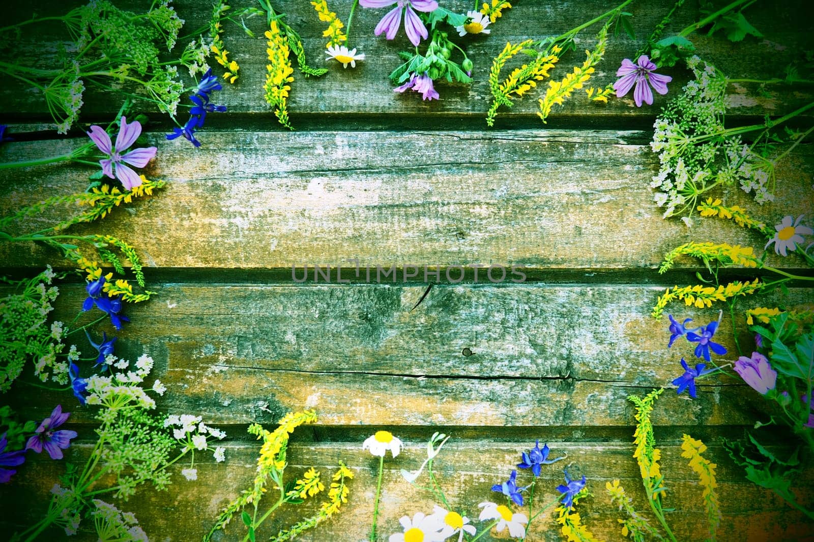 Wildflowers arranged in a circle on a wooden table background. Chamomile, sweet clover, wild geranium, bluebells, parsley inflorescences. Wooden horizontal boards. Green tone