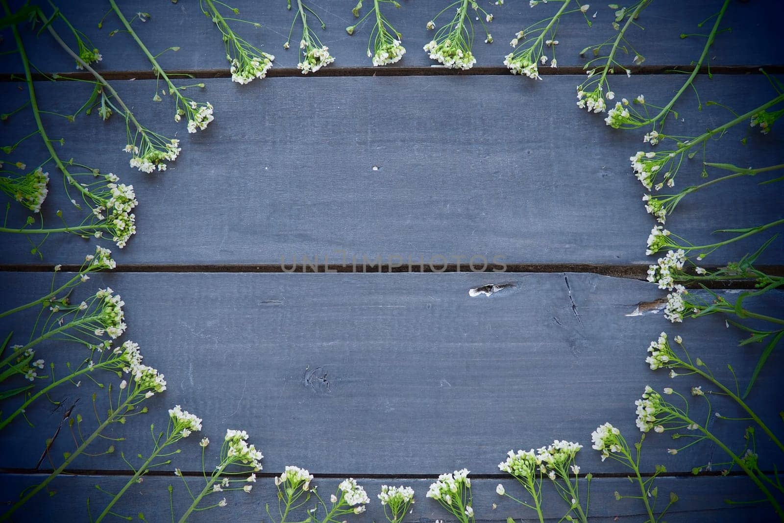 Shepherd's purse flowers arranged in a circle on a wooden background or old table. Small yellow inflorescences. copyspace. Free space in the center for text. Blue toning. Dark vignetting around edges.