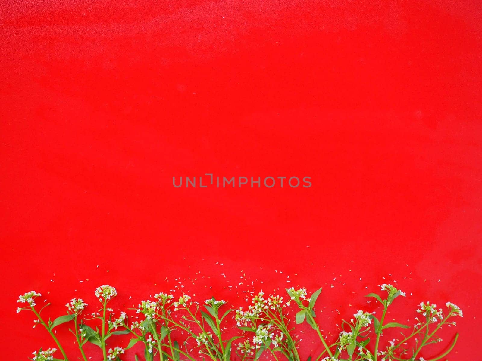 Flowers of shepherds purse on a red background. Copy space for text. Card for the holiday. Red backdrop. White shepherds purse Capsella bursa-pastoris, plant of the mustard family Brassicaceae.