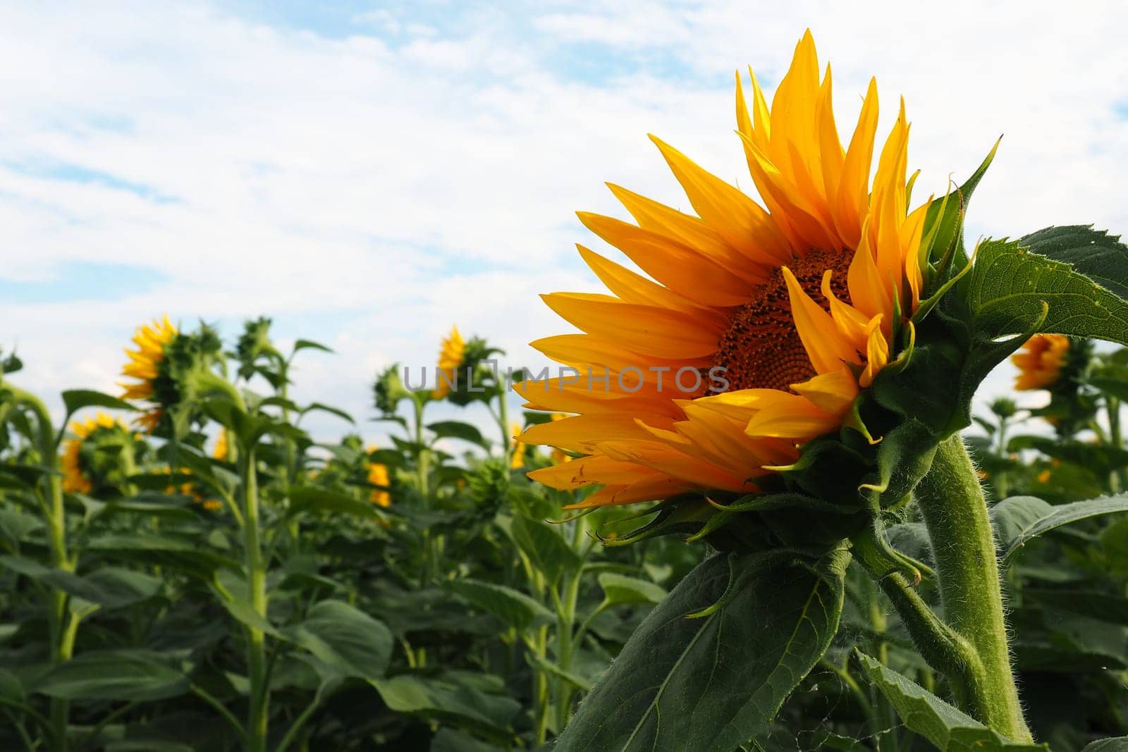 The Helianthus sunflower is a genus of plants in the Asteraceae family. Annual sunflower and tuberous sunflower. Agricultural field. Blooming bud with yellow petals. Furry leaves. Serbia skyline