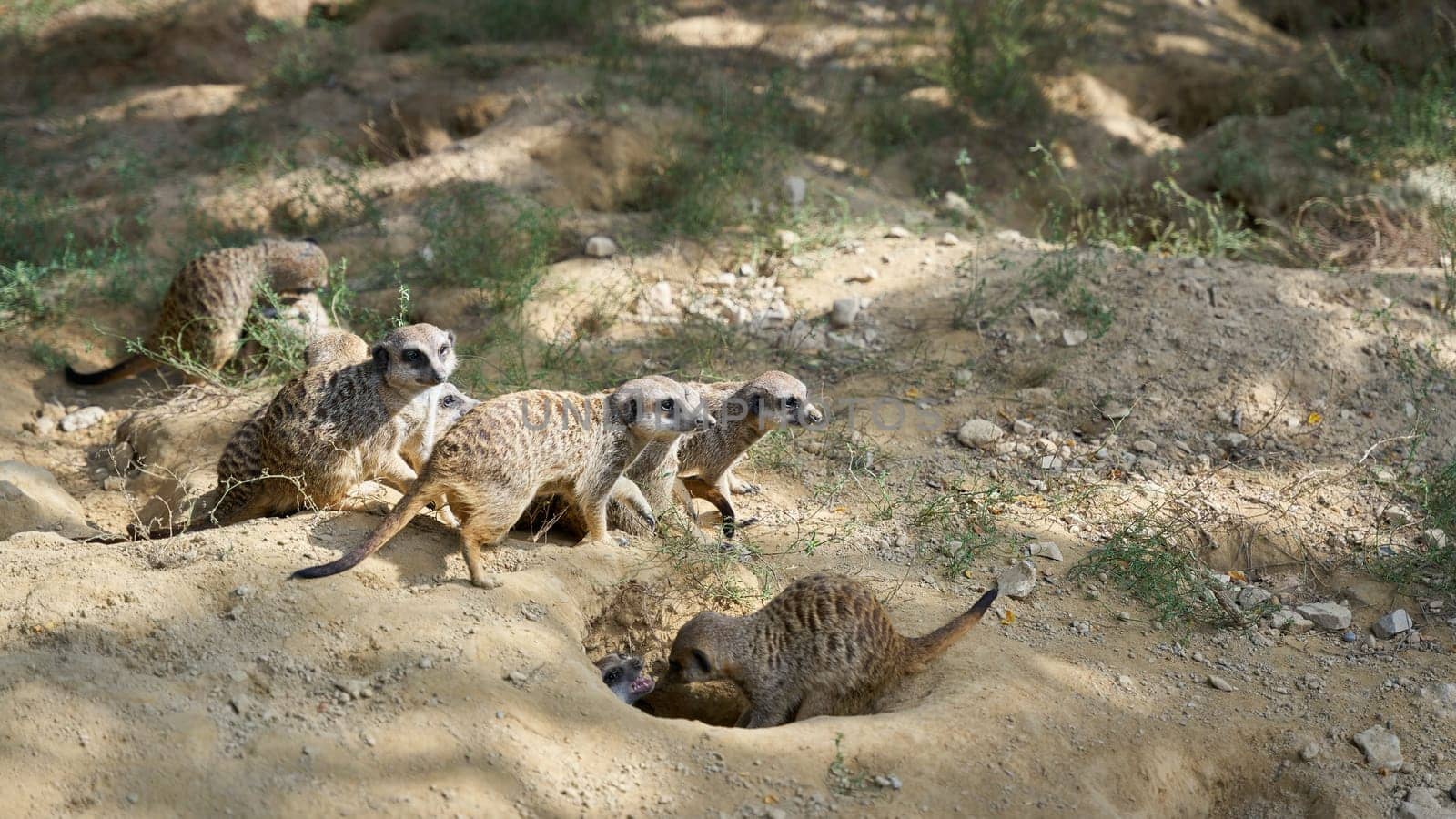 a group of meerkats in the sand in front of their cave