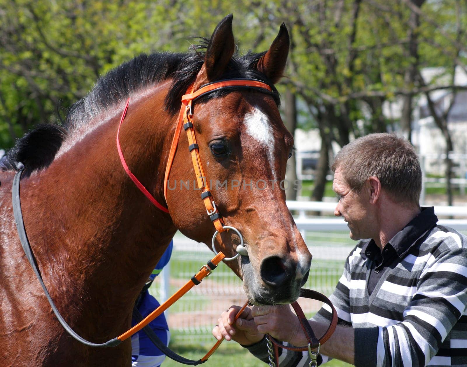 The jockey and arab stallion.Hippodrome in city Pyatigorsk,Caucasus,Russia. .