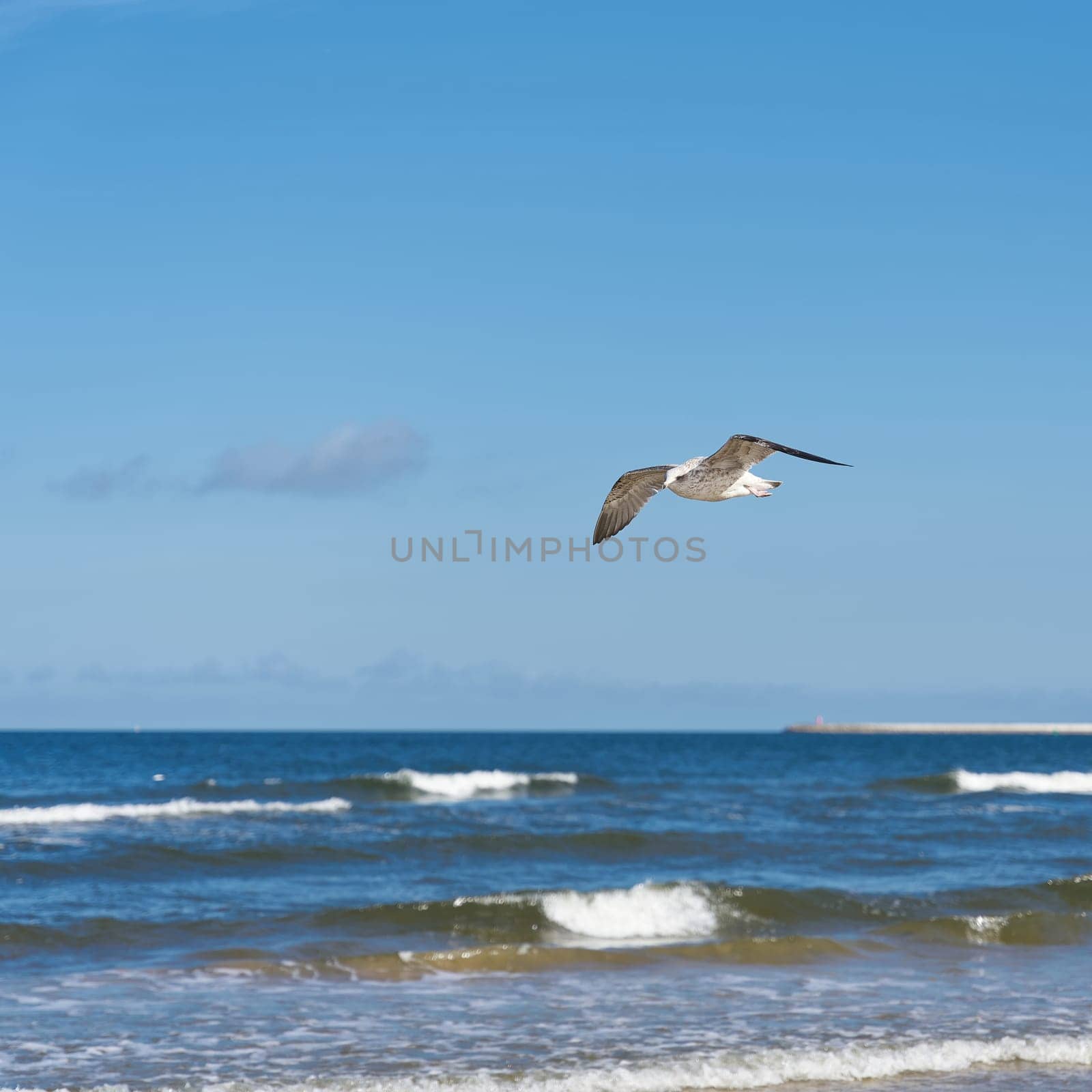 Young herring gull, Larus argentatus, flying along the Polish Baltic coast