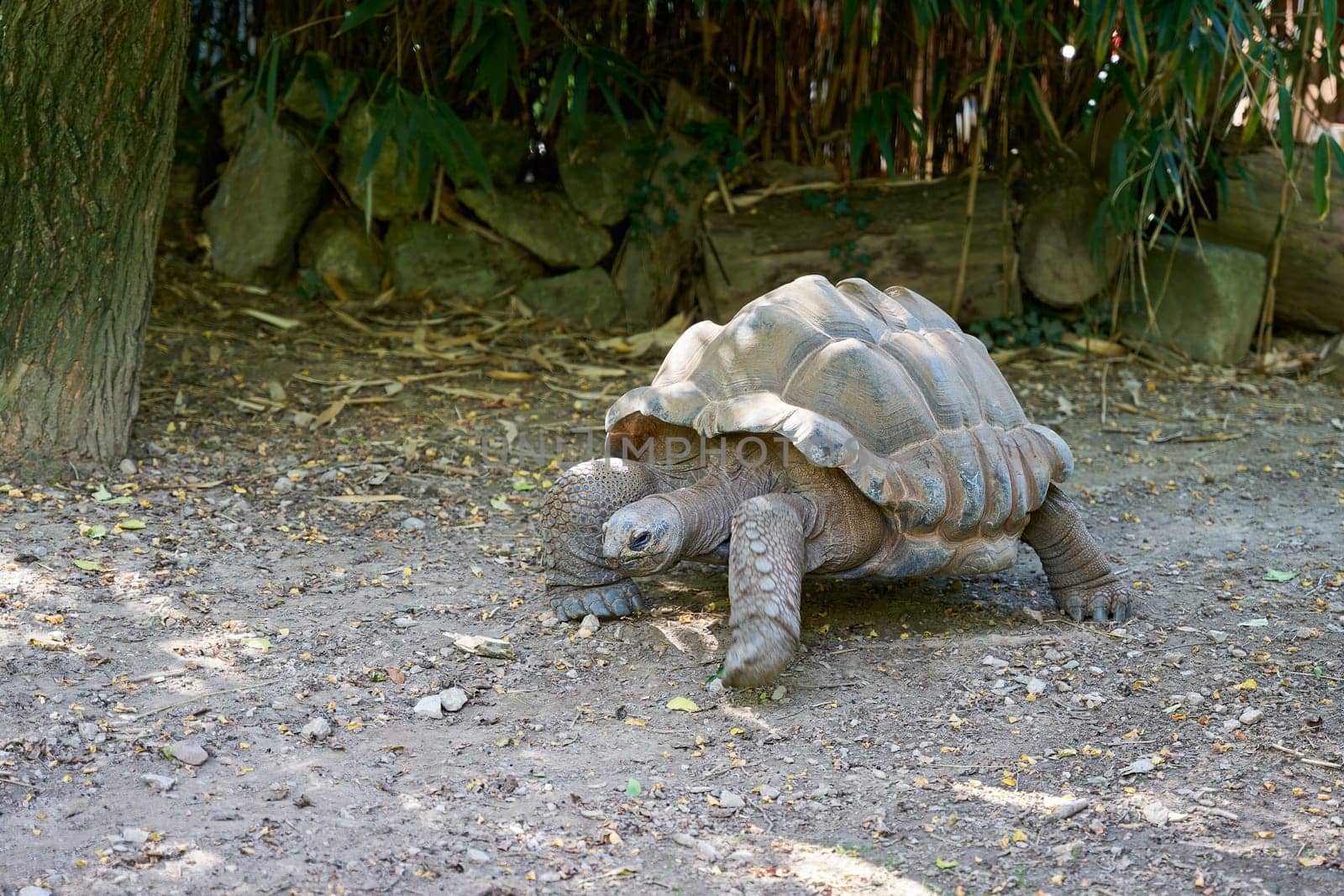 a Seychelles giant tortoise, Aldabrachelys gigantea, an endangered and largest tortoise in the world