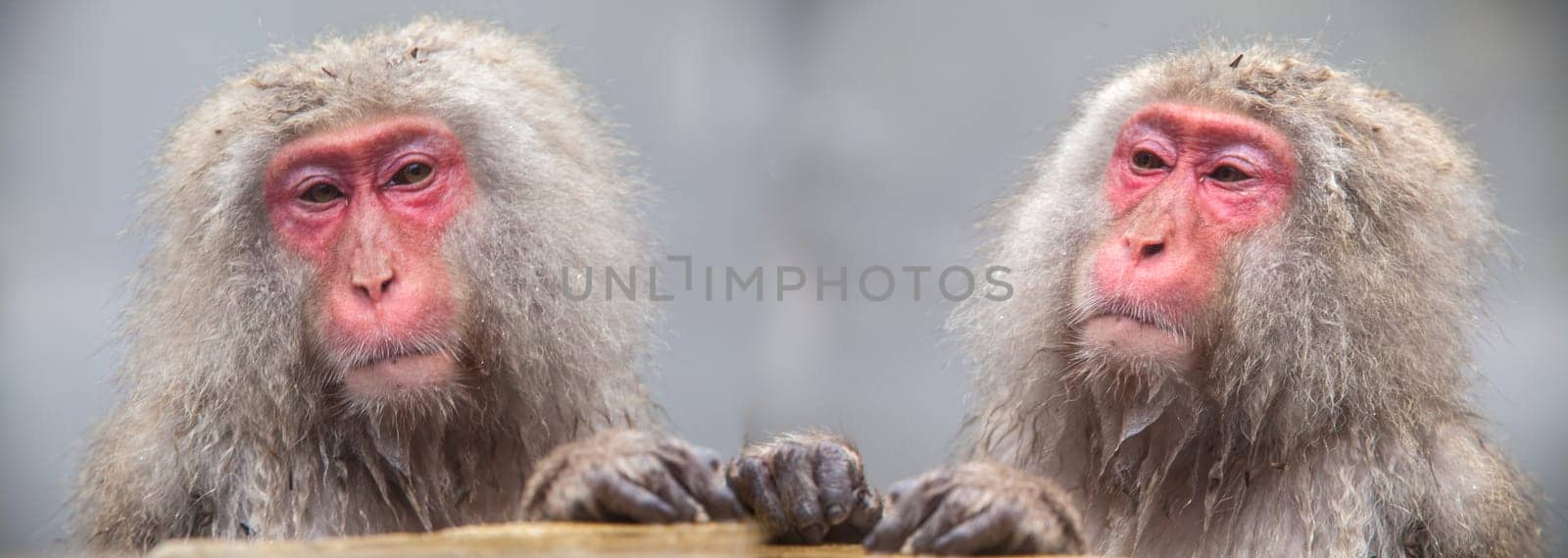 The Monkey with hot Spring in the winter, Japan