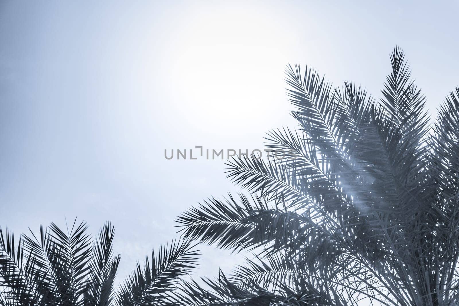 Sun light shines through leaves of palm. Beautiful wanderlust travel journey symbol for vacation trip to southern holiday dream island