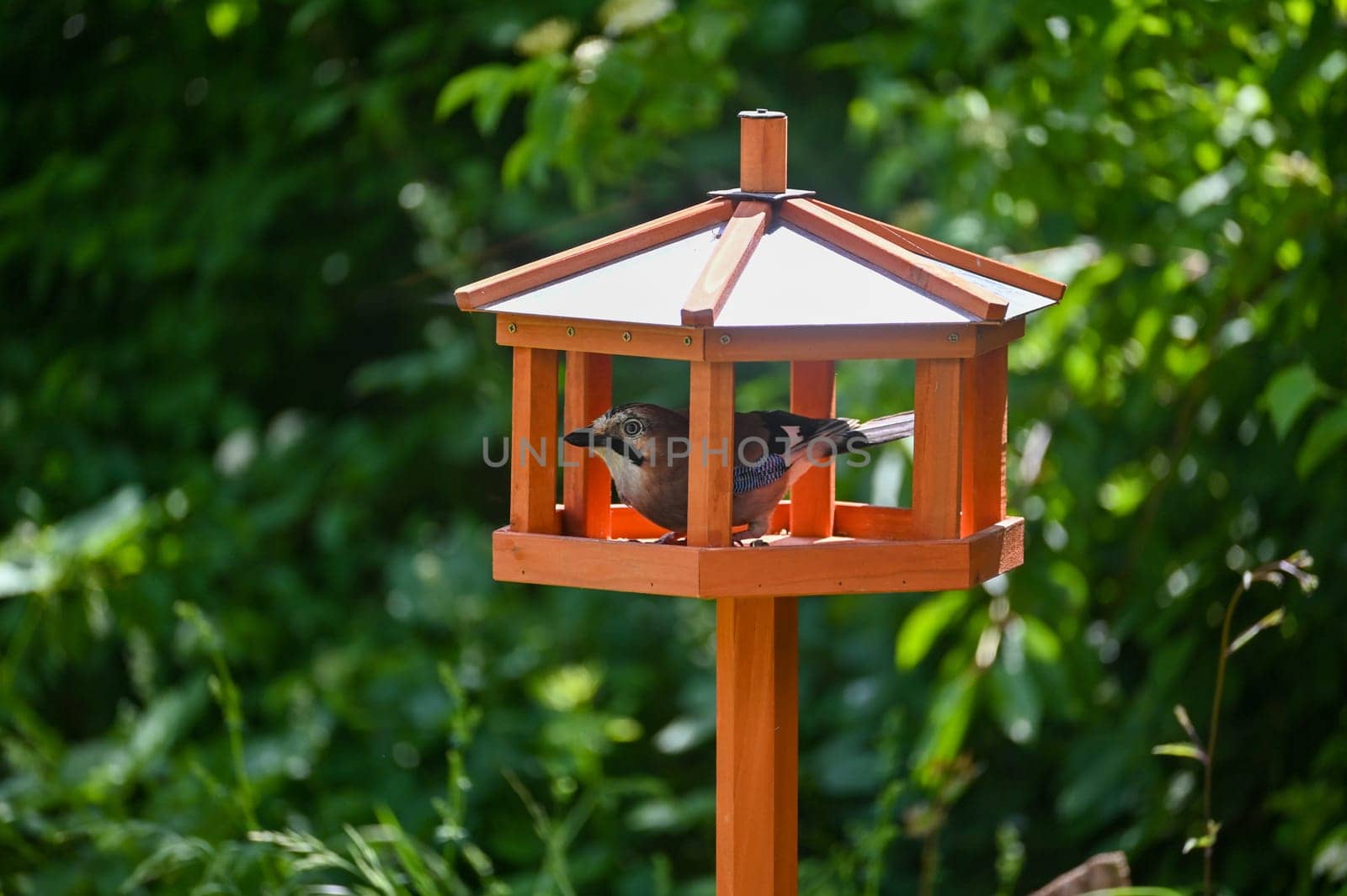 A Eurasian Jay ( Garrulus glandarius ) sits in an aviary in the green garden