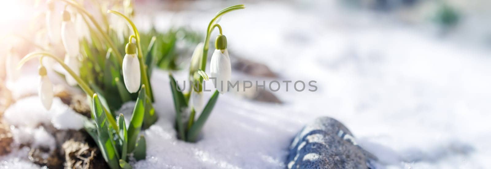 Snowdrop flowers blooming in the snowdrift in the park. View of the spring flowers in nature. Wildflowers in the forest.