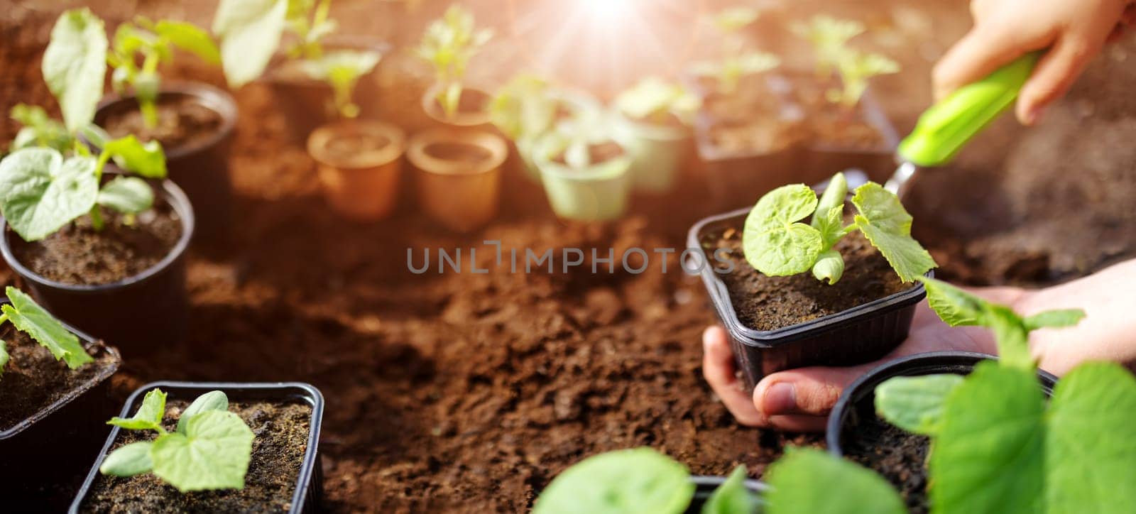 Child seedling a young plant sprout in the black soil. Concept of a new life, saving planet and gardening.