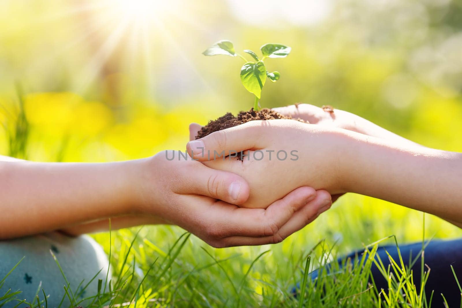 One child giving to another young sprout of a plant from hands to hands. Concept of a new life, saving planet and gardening.