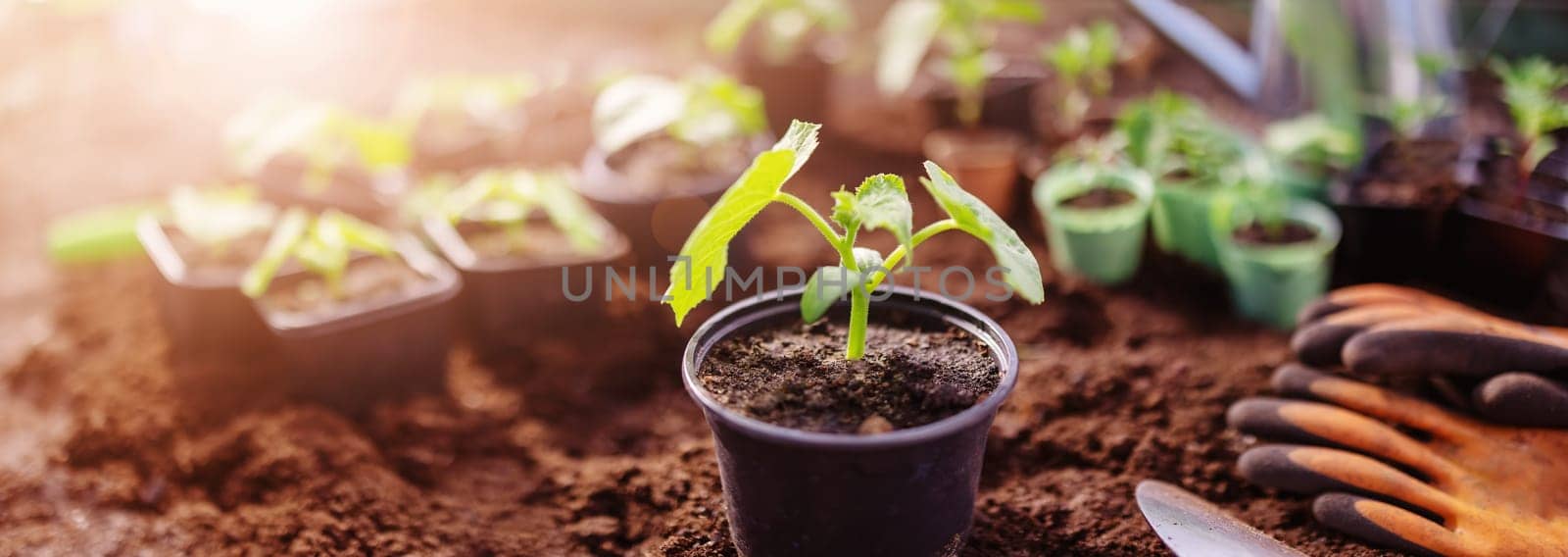 .Pots with young sprouts in greenhouse in spring. Concept of farming and gardening.