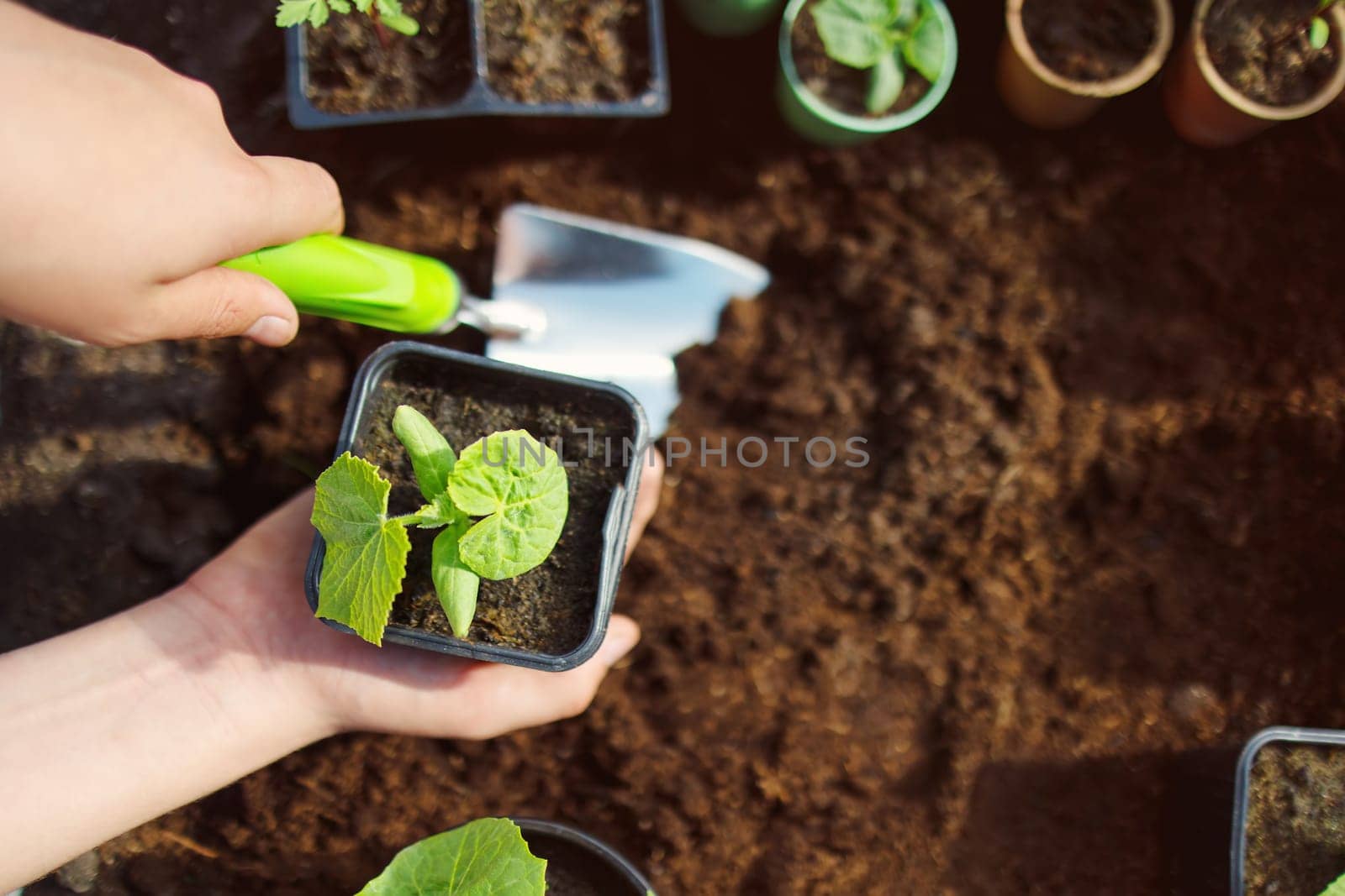 Child seedling a young plant sprout in the black soil. Concept of a new life, saving planet and gardening.