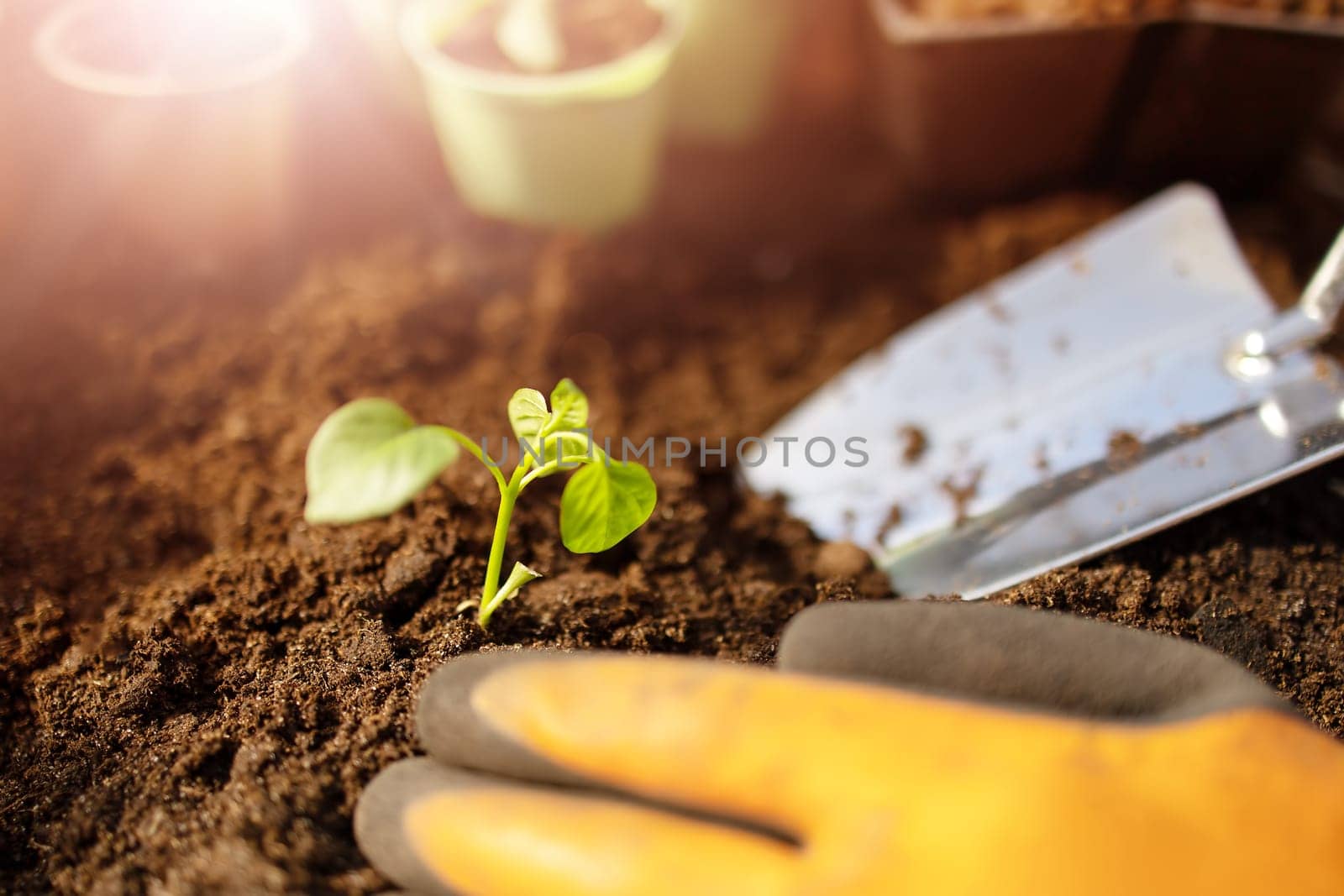 Human's hands seedling a plant sprout in the black soil.. Concept of a new life, saving planet and gardening.