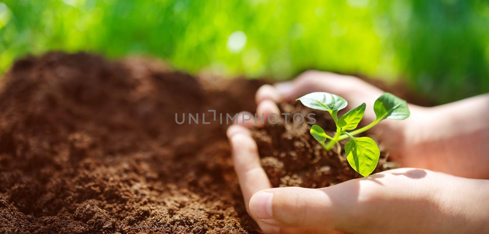Child's hands holding sprout of a young plant. Concept of a new life, saving planet and gardening.