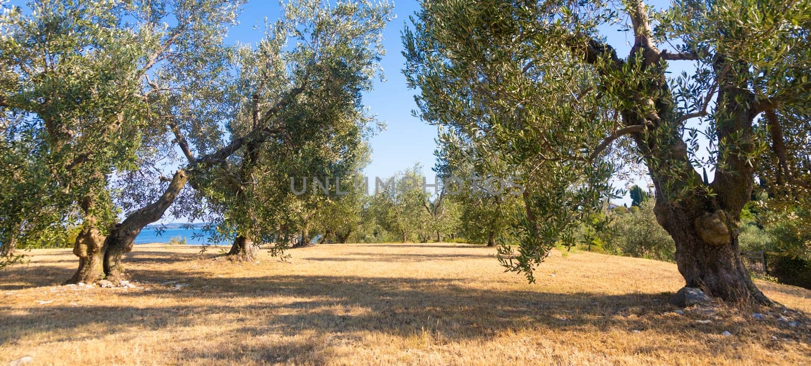 Olive tree cultivation in Italy. Organic outdoor plantation in rural scenery location