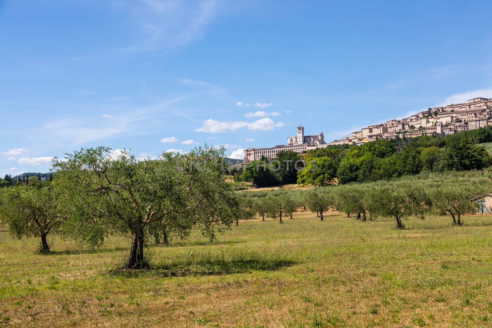 Olive trees in Assisi village in Umbria region, Italy. The town is famous for the most important Italian St. Francis Basilica (Basilica di San Francesco)