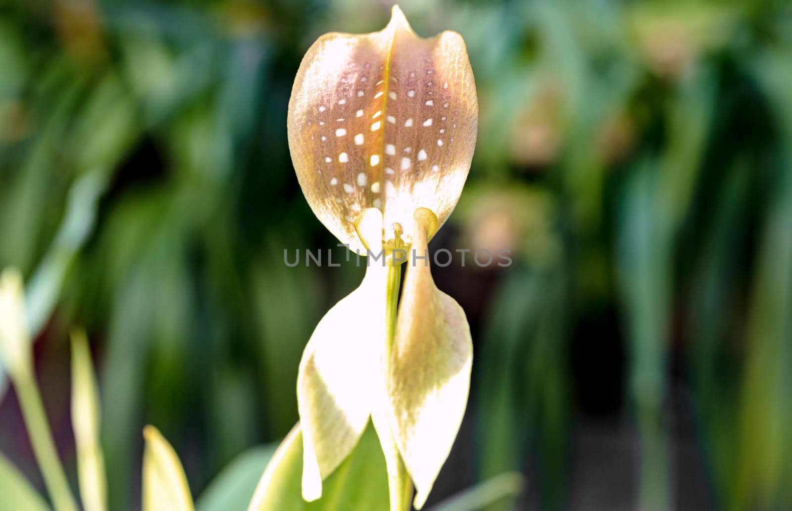 The greenish yellow orchid is very beautiful. Botanical concept. copy space. Minimal.