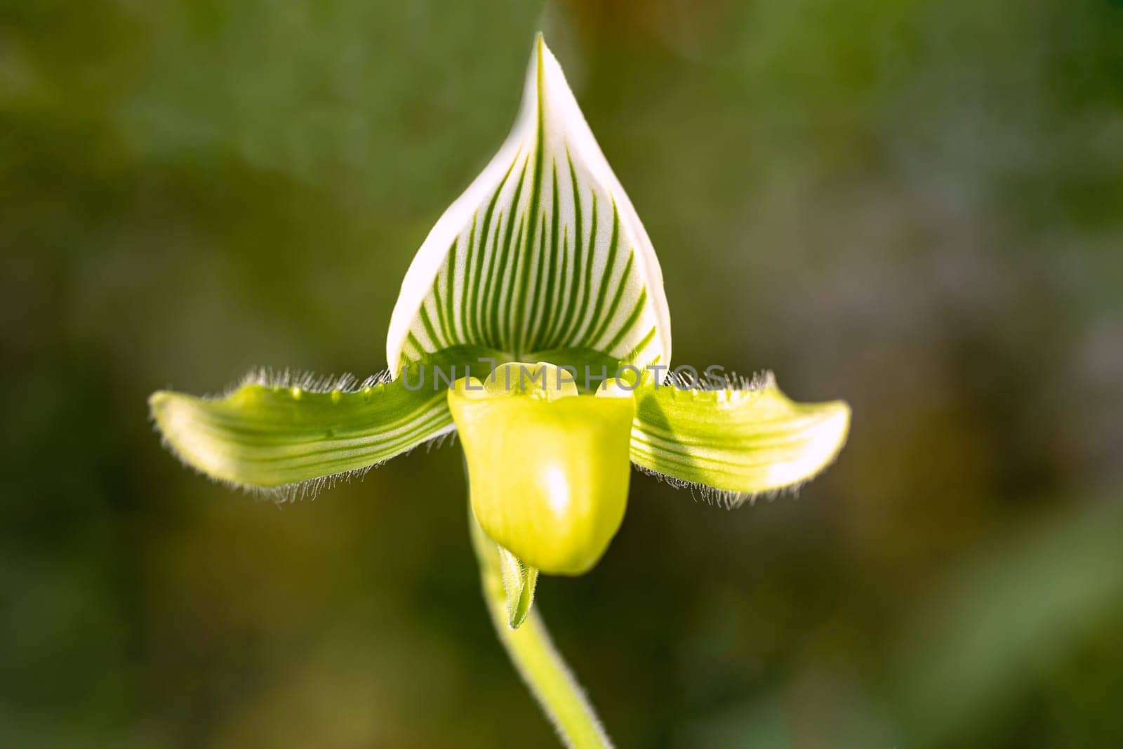 The greenish yellow orchid is very beautiful. Botanical concept. copy space. Minimal.
