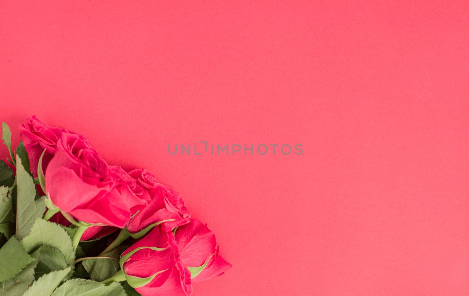 Minimal creative fresh roses on a pastel pink background. Gift concept for Valentine's Day, Wedding or Birthday, banner format. copyspace for text. Flatlay.
