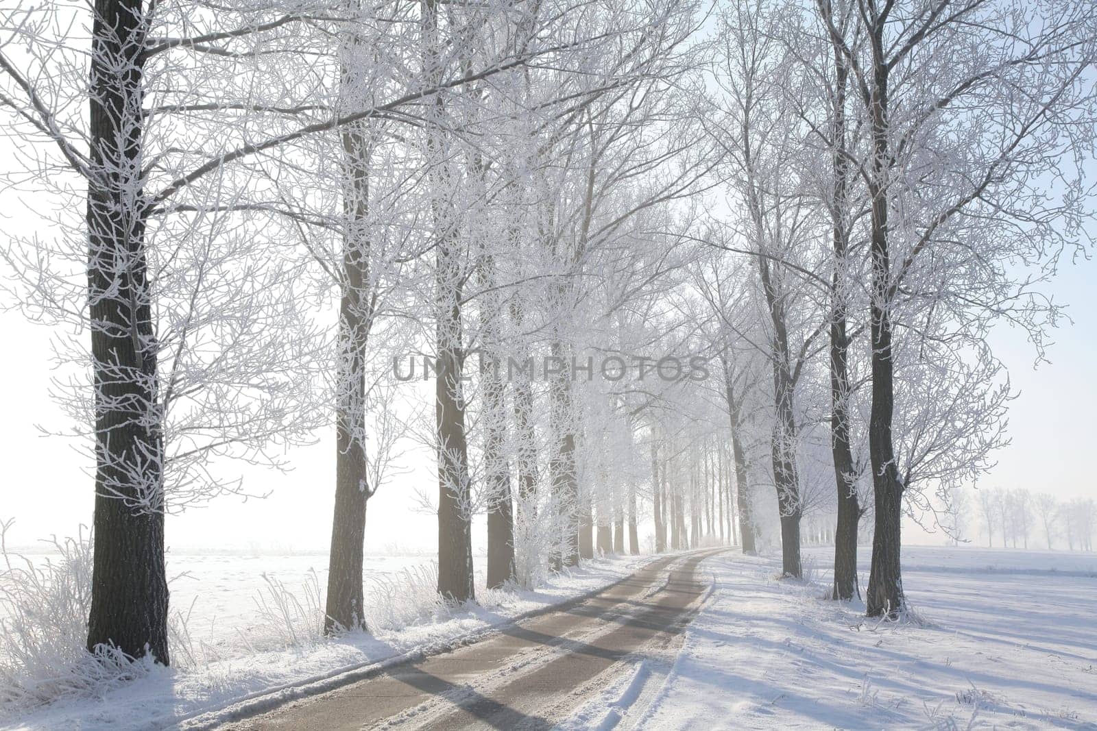 Forest trail among frosted pine trees on a sunny morning